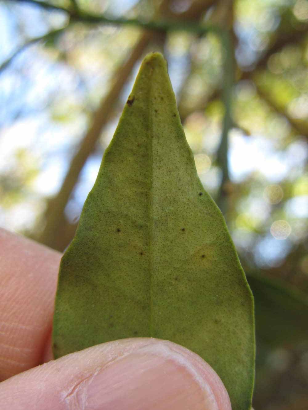              Margin (Winter Haven, FL)       